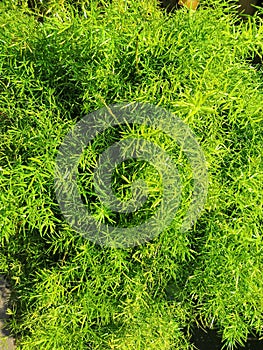 Green leaf of Feather fern plant. Asparagus setaceus