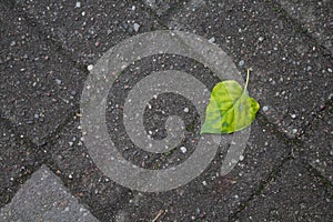 A green leaf falling on the gray sidewalk