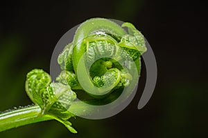 Green Leaf Of Fern