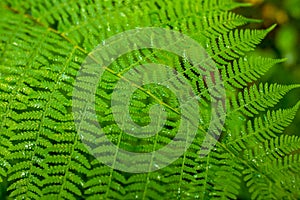 Green leaf fern closeup