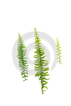 Green leaf fern isolated on white