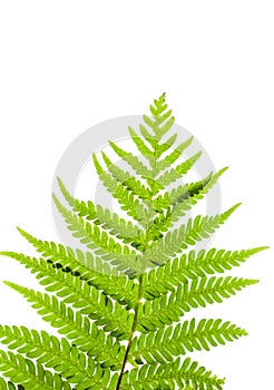 The Green of leaf fern isolated on white background
