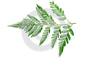 Green leaf of a fern tree isolated on white background.
