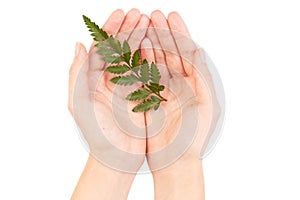 Green leaf of a fern tree isolated on white background.