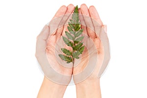 Green leaf of a fern tree isolated on white background.