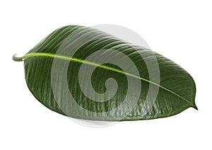 Green leaf