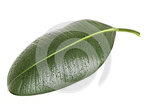 Green leaf