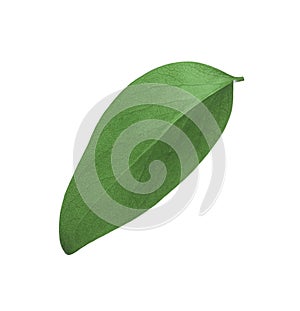Green leaf of Ficus elastica plant isolated on white