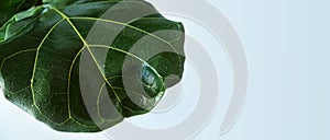 Green leaf of Ficus Lyrata with water drops.Banner. Natural background. Selective focus. Close-up