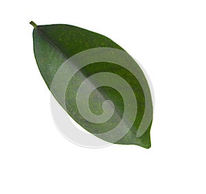 Green leaf of Ficus microcarpa Chinese banyan isolated on white background. Selective focus