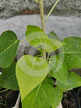 Green Leaf of Ficus Rumphii & x28;Ancak& x29;
