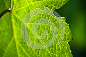 Green chlorophyll where the leaf performs photosynthesis photo