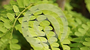 a green leaf of flamboyan tree