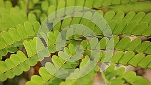 the green leaf of flamboyan tree