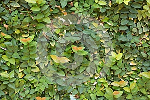 Green leaf on the floor