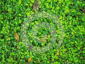 Green leaf on the Floor