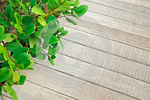 Green leaf with floor texture, Wooden plank in the garden