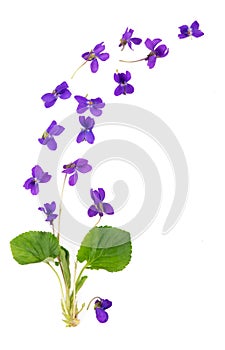 Green leaf and flowers of Wood violet Viola odorata isolated on white background