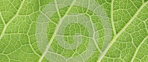 Green leaf of fluffy cover background, plant elecampane, inula h photo