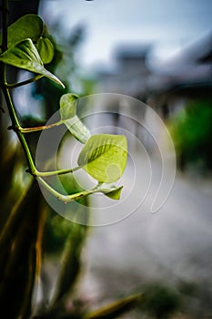 Green leaf in focus under sun light