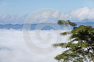 Green leaf and fog with mountain in the morning