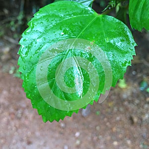 Green Leaf