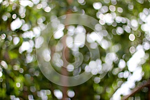 Green leaf in forest