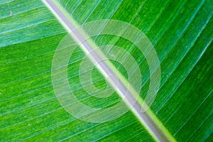 Green leaf in forest