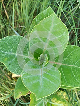 Green leaf Forest Netural Neture photo