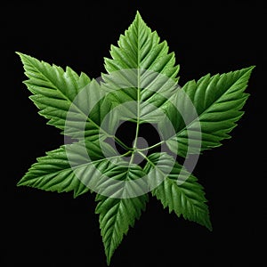 Green leaf with four distinctive veins, each of which is clearly visible. The leaf sits on top of black background