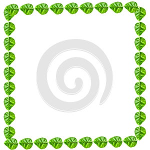 Green leaf frame-border-green leaf-frame