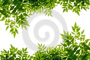 Green leaf frame isolate on white background