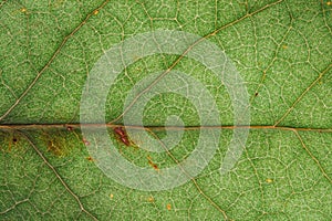 Green leaf fresh detailed rugged surface structure extreme macro closeup.