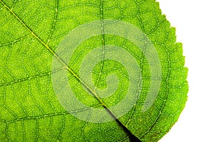 Green leaf fresh detailed rugged surface structure extreme macro closeup photo with diagonal midrib, leaf veins grooves photo