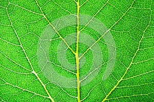 Green leaf fresh detailed rugged surface structure extreme macro closeup photo with midrib, leaf veins and grooves as a detailed photo