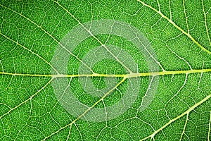 Green leaf fresh detailed rugged surface structure extreme macro closeup photo with midrib, leaf veins and grooves