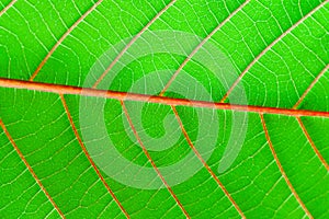 Green leaf fresh detailed rugged surface structure extreme macro closeup photo with midrib, leaf veins and grooves as a detailed photo