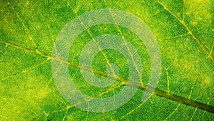 Green leaf fresh detailed rugged surface structure extreme macro closeup photo with midrib, leaf veins and grooves texture photo