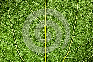 Green leaf fresh detailed rugged surface structure extreme macro closeup photo with midrib, leaf veins and grooves texture. photo