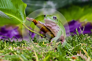 green leaf frog, posing among the banana leaf and grass