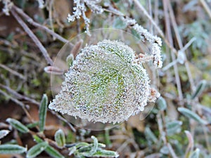 Green leaf in frost