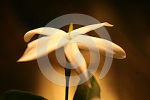 Green leaf fucose of beauty bar