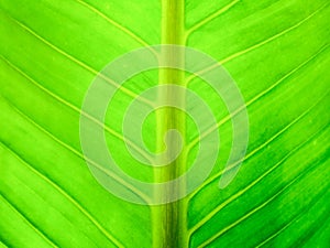 Green leaf full frame picture photo