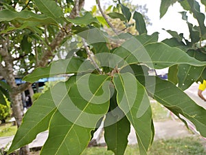 Green leaf in the gargen