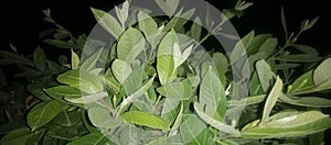 Green leaf of gauva tree Beautiful