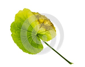 Green leaf of geranium withered limp sick on one side photo