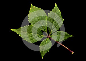 Green leaf of girlish grapes lat. ParthenocÃÂ­ssus quinquefolia,  isolated on black background photo