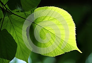 Green leaf glowing in sunlight