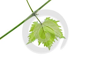 Green leaf of grape isolated on white background