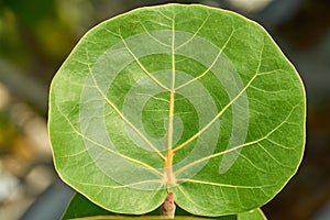 green leaf of grape plant